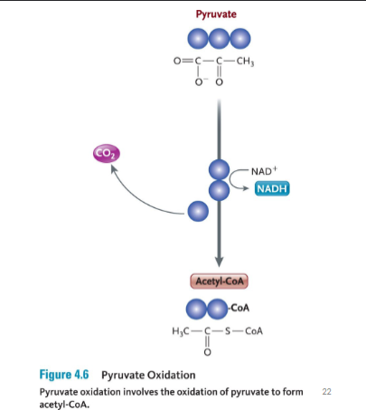 <p>Pyruvate Oxidation (Post glycolysis)&nbsp;aerobic</p>