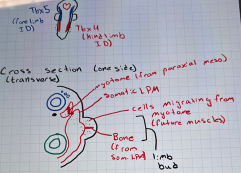 <p>whatever this is. draw it if time ig</p>