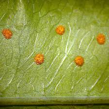 <p>sporophyte</p>