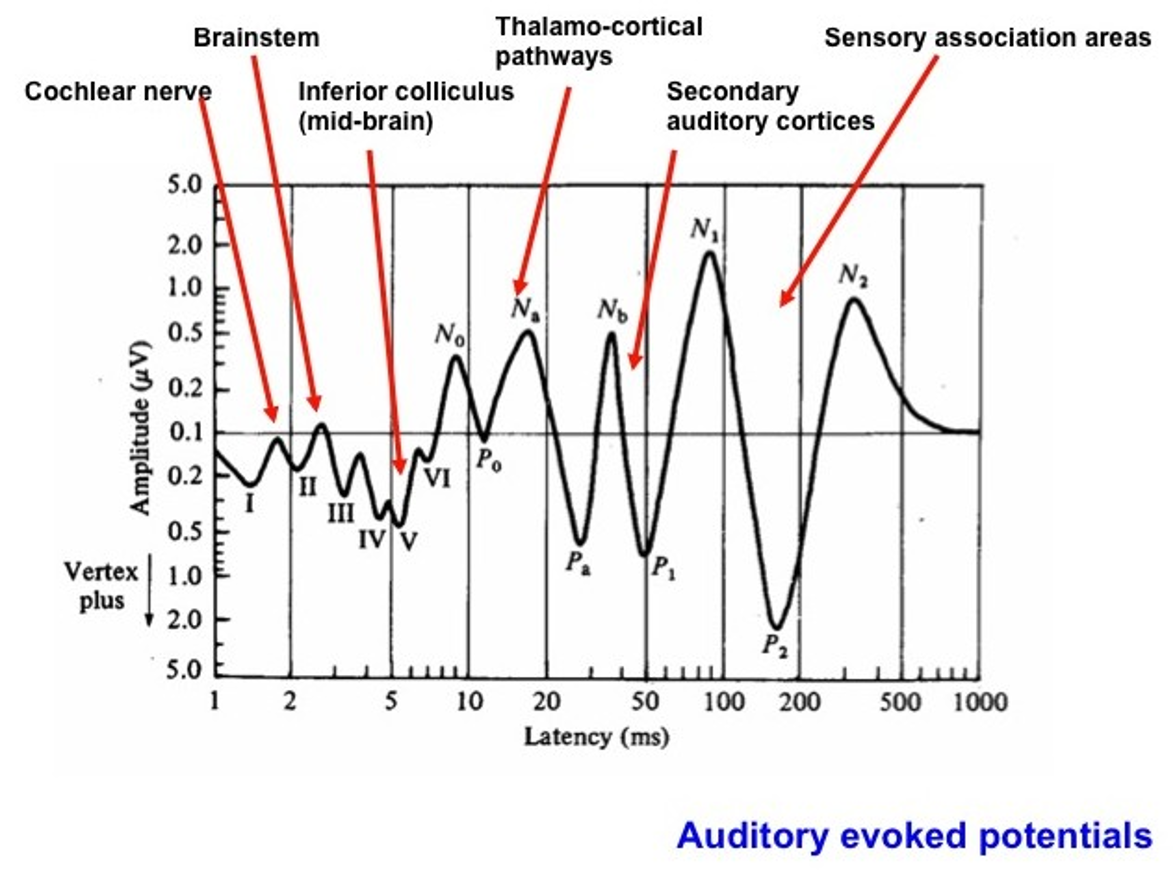 <p>auditory evoked response testing</p>