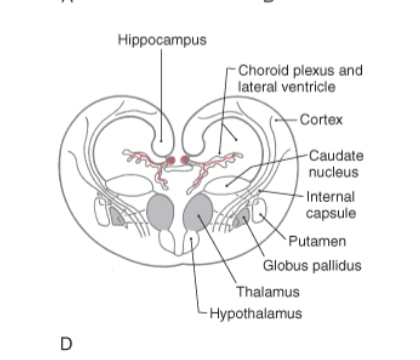 <p>Where is the telencephalon located?</p>