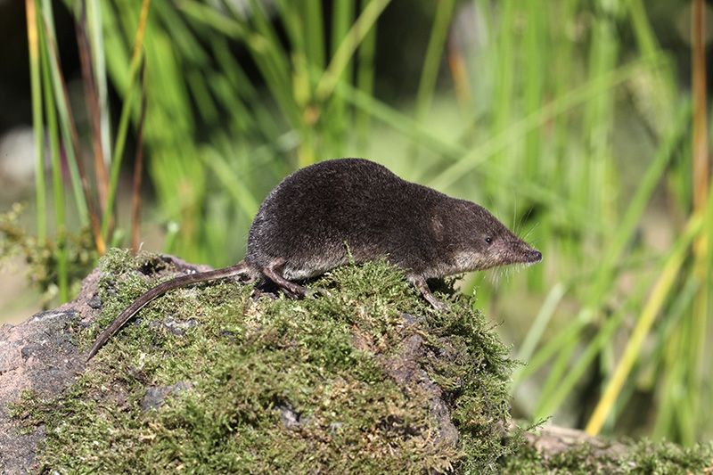 <p>water shrew</p>