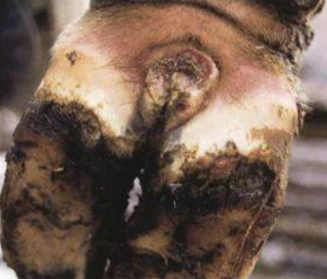 <p>Necrobacilosdel ganado, etiología y patogénesis similar a la de equinos. </p><p>Trauma de piel interdigital lleva a infecciónpor F. necrophorum y Prevotella melaninogenica. </p><p>Produce pododermatitis digital, celulitis con fisuras y necrosis. En casos severos puede extenderse a estructuras profundas (tendones y huesos). Infecciones cutáneas por F. necrophorum en lesiones pueden ocurrir en cualquier parte del cuerpo. </p>
