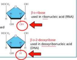 <p>RNA:</p><ul><li><p>ribose</p></li><li><p>OH on 2’ carbon</p></li><li><p>uracil</p></li></ul><p></p><p>DNA:</p><ul><li><p>deoxyribose</p></li><li><p>H on 2’ carbon</p></li><li><p>thymine (extra methyl)</p></li></ul><p></p>