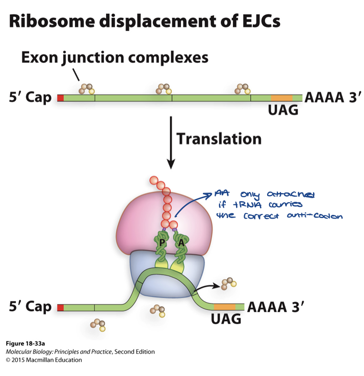 <ul><li><p>ribosome removes the exon junction complex (EJC) complex as it proceeds along the mRNA</p></li></ul>