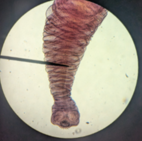 <p>rounded head of at the  bottom og slide</p>