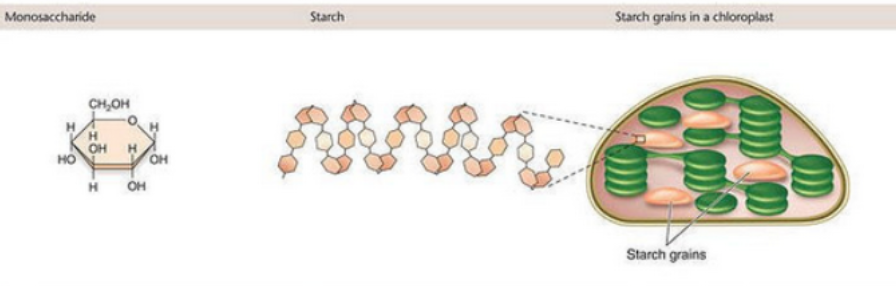 <ul><li><p>Energy source/storage</p></li><li><p>Structural</p></li><li><p>Example is glucose</p></li><li><p>Sugars are stored in much larger macromolecules</p></li><li><p>Bond between is glycosidic</p></li></ul><p></p>