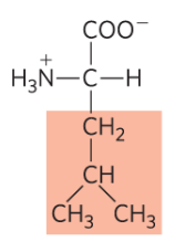 <p>Leu, L, nonpolar</p>