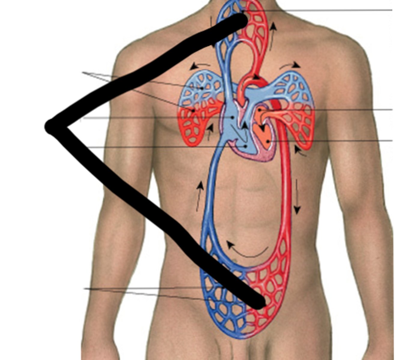 <p><span><span><br></span><span>carries blood to the rest of the body</span></span></p>
