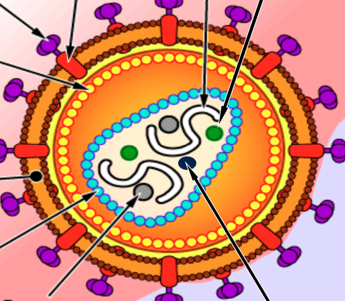 <p>Label the HIV virus</p>