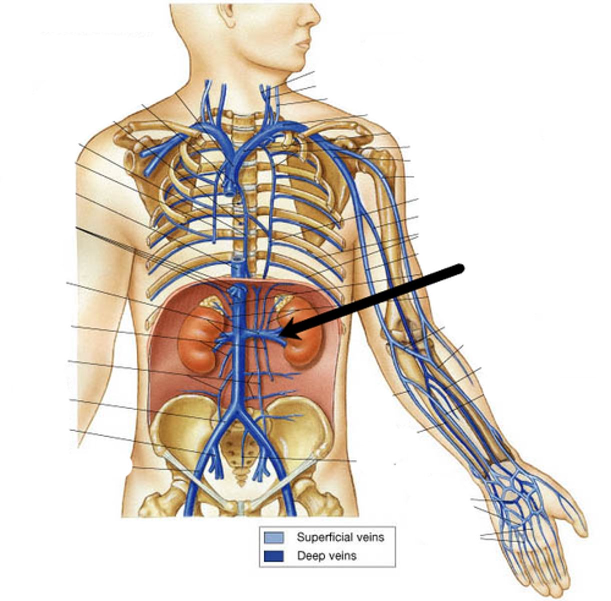 <p>dumps into inferior vena cava</p>