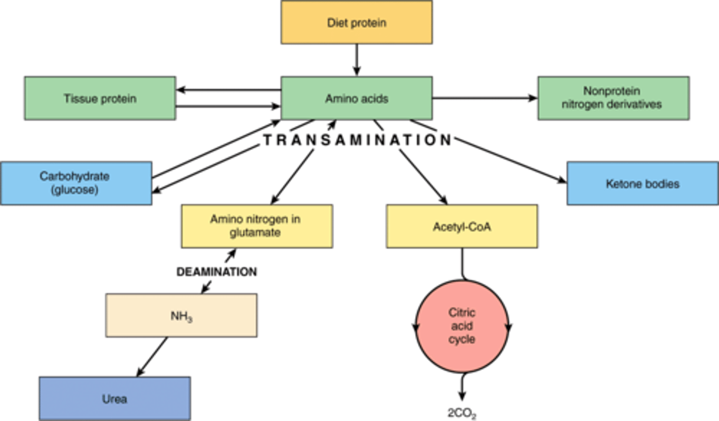 <p>The amino group is transferred to alpha-ketoglutarate, converting it into glutamate. This reaction is catalyzed by a transaminase, which converts the amino acid into an alpha-ketoacid that can be used for energy. the glutamate carries the amino group to the liver where it is converted into urea via the urea cycle. From there, the urea travels to the kidney, where it is filtered into the bladder for excretion.</p>