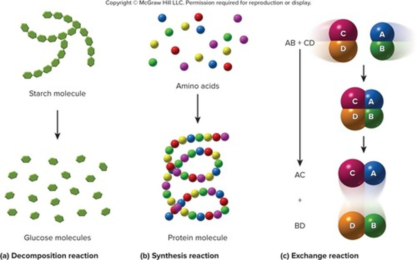 <p>Reactions where a large molecule breaks down into two or more smaller ones, symbolized as AB → A + B.</p>