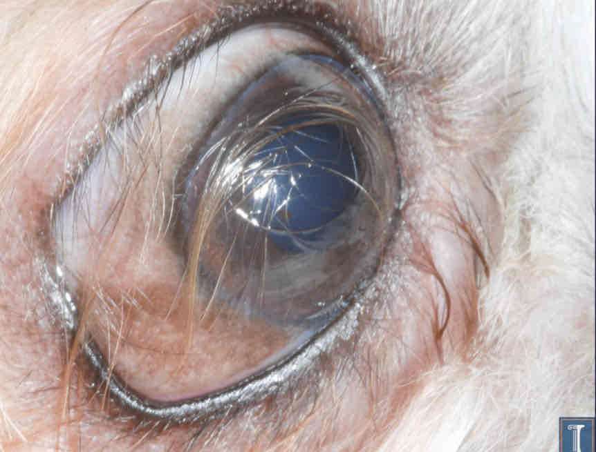<p>congenital disease</p>