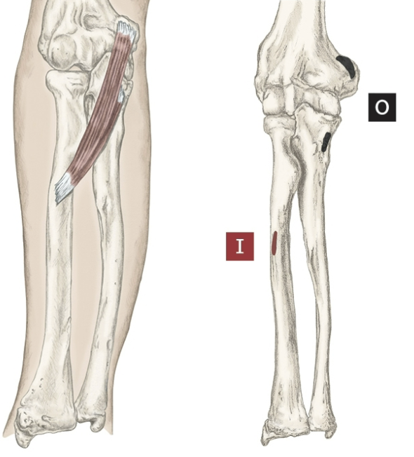 <p>Action of the Pronator Teres</p>