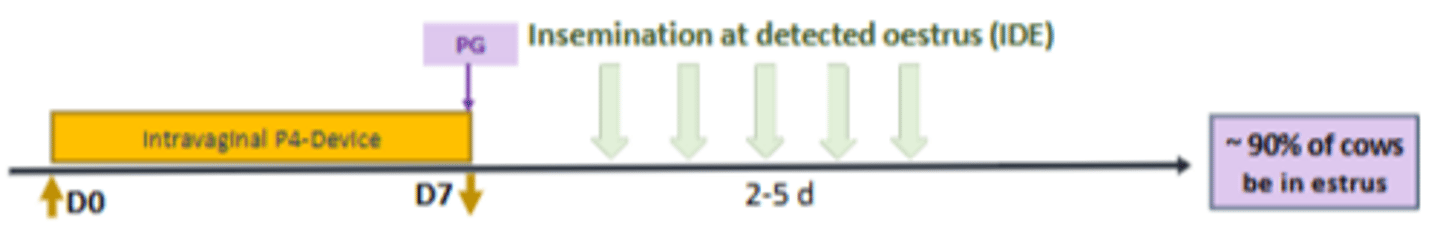 <p>- Effective in non-cycling (anoestrus) cows, can be inserted up to 12 days in total</p><p>- P4 acts like artificial CL, suppressing follicular maturation (through inhibition of GnRH) and thereby expression of oestrus, removal of P4 (i.e. administration of prostaglandin) leads to initiation of follicular phase (proestrus and oestrus)</p><p>- More expensive</p>