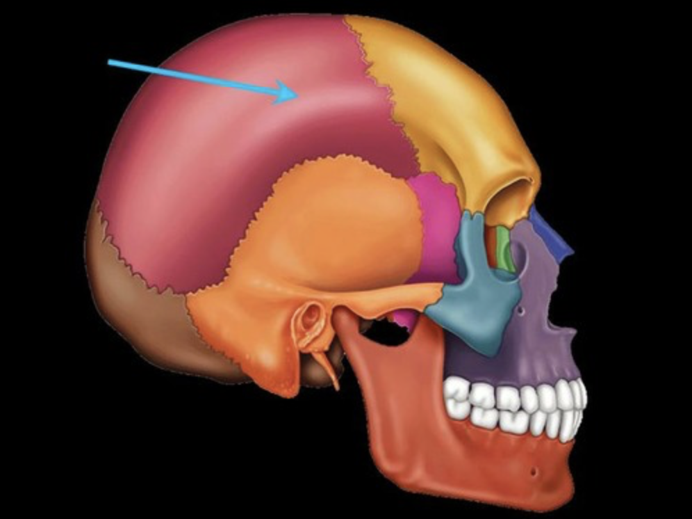 <p>cranial bones that form the superior and lateral skull</p>