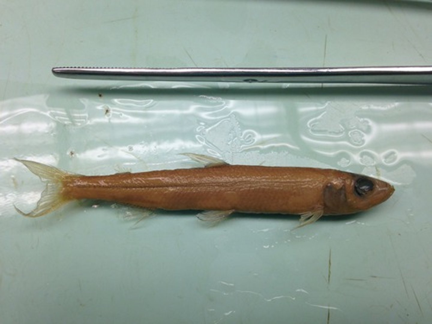 <p>Wakasagi</p><p>-maxillary does not extend past eye</p><p>-Eye EQUAL to caudal peduncle</p><p>-silvery body</p>