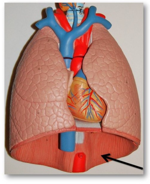 <p>What muscle is indicated by the black arrow?</p>