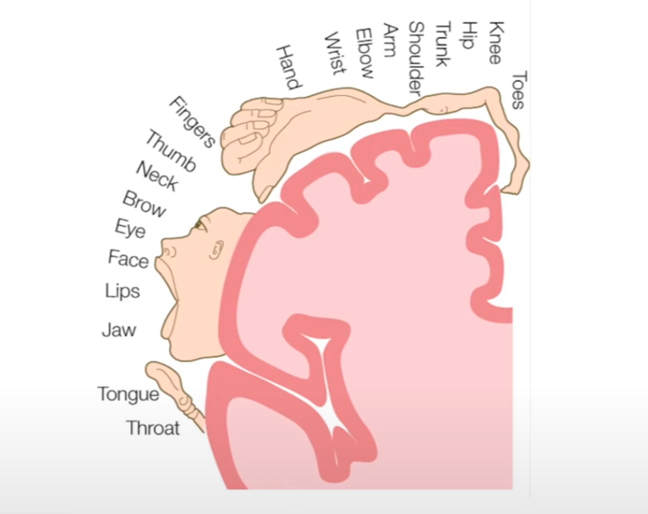 <ul><li><p>Stimulating different parts of this area leads to movement of specific body parts</p></li><li><p>each portion of the primary motor cortex corresponds to a specific part of the body</p></li></ul>
