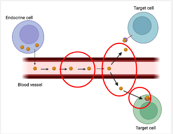<p>To reach target cells:→ travel in the blood stream bound to carrier proteins</p><p>To bind to thyroid hormone receptors:→ intracellular receptors </p><p>→ need to cross the plasma memebrane</p>