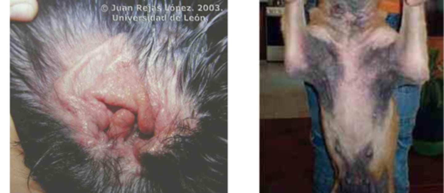 <p>otitis externa and dermatitis are the common clinical conditions of what yeast species?</p>