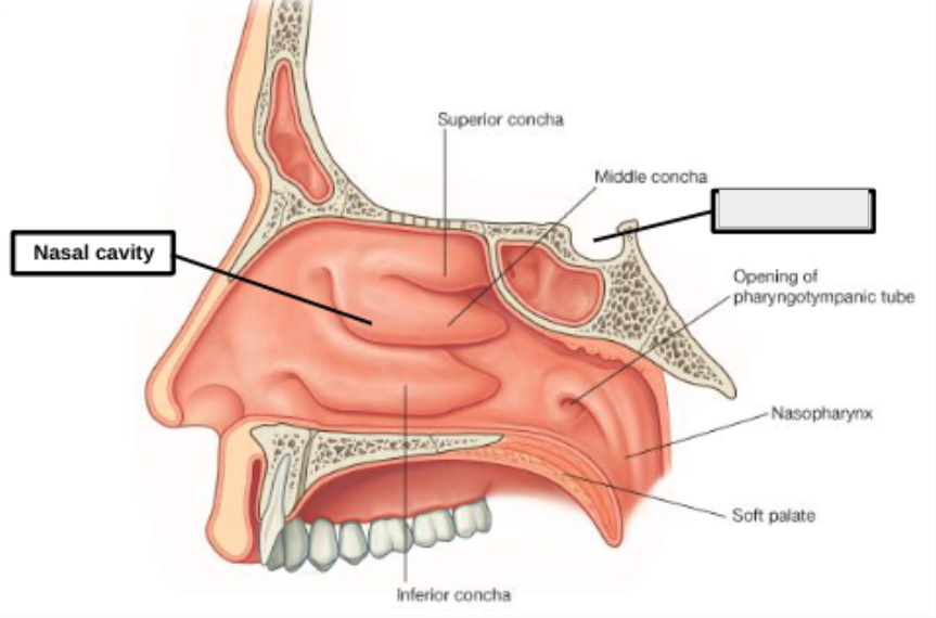 <p>what structure is that?</p>