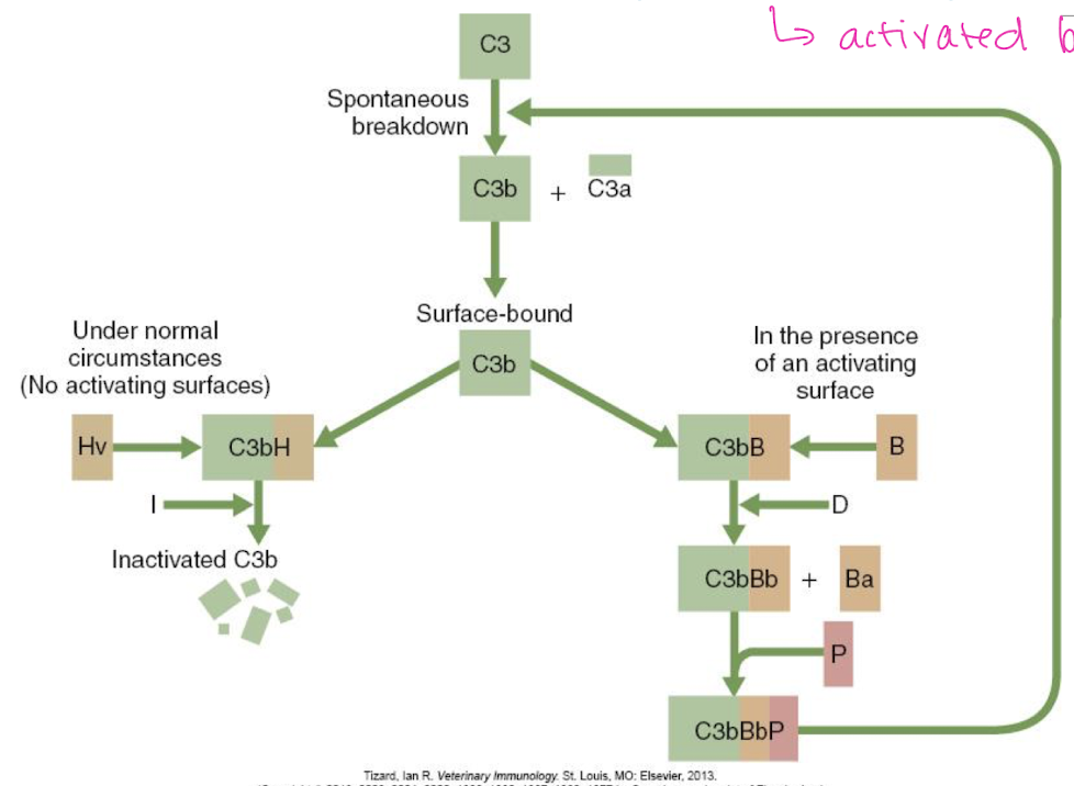 <p>NO activating surfaces → cascade <u>inhibited</u> (under <strong>normal</strong> circumstances)</p>