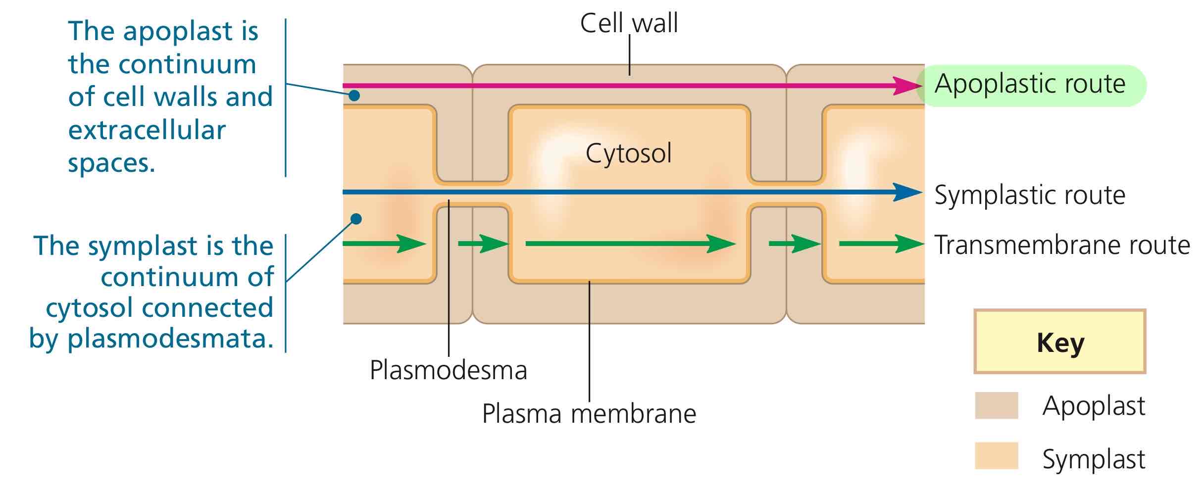 <p>The route going straight through the cell wall.</p>