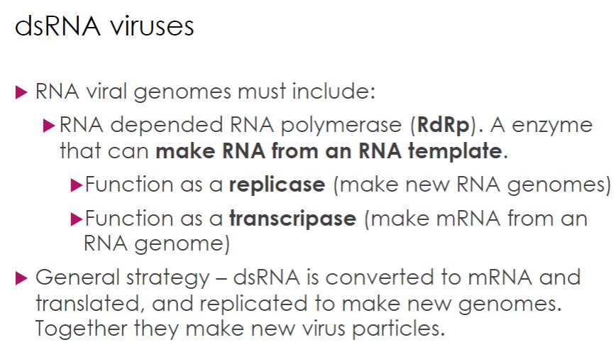 <p>-The Baltimore system divides viruses with RNA genomes into four groups (table 18.1). However, they all share the same dilemma: Their host cells have dsDNA genomes and thus lack a polymerase that can make RNA from an RNA template. Therefore RNA viruses classified in the Baltimore System as double-stranded must produce an enzyme called RNA-dependent RNA polymerase (RdRp). When the RdRp is used to replicate the viral RNA genome, it is often referred to as a replicase. When it is used to synthesize mRNA, the RdRp is often said to have transcriptase activity. In most cases, the same enzyme carries out both functions. Among viruses with RNA genomes, those with dsRNA are uncommon. These viruses share a common multiplication strategy (figure 18.38). Here we discuss two representative dsRNA viruses: a bacteriophage and a vertebrate virus.</p>