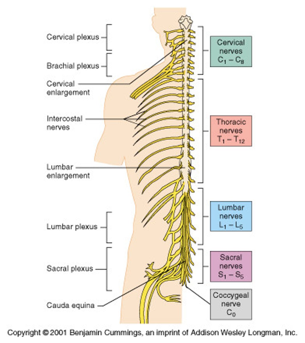 <p>Extends from foramen magnum to level of L1 or L2 (lumbar vertebrae)</p><p>31 pairs of spinal nerves (part of PNS)</p><p>- 8 cervical spinal nerves</p><p>- 12 thoracic spinal nerves</p><p>- 5 lumbar spinal nerves</p><p>- 5 sacral spinal nerves</p><p>- 1 coccygeal spinal nerve</p><p>Cervical, lumbar enlargements for nerves supplying upper and lower limbs.</p>