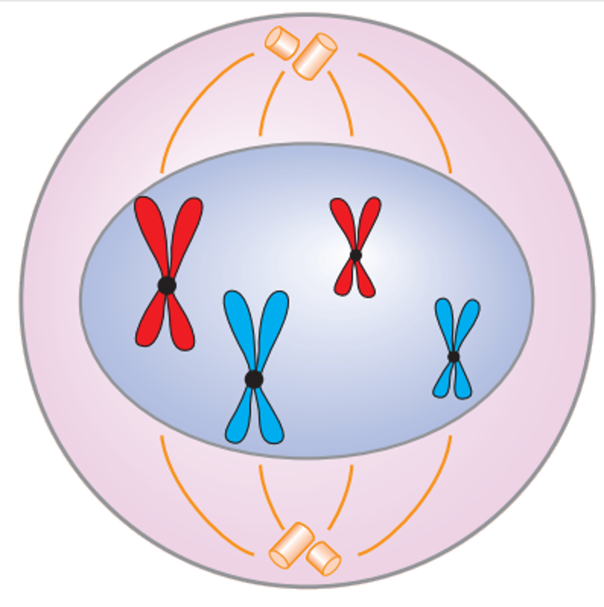 <p>Kopierte kromosomer pakkes, og søsterkromatidene er festet sammen i sentromeren. Kjernemembranen er fortsatt hel. Spindelen fordeler seg på hver sin "pol" i cellen</p>
