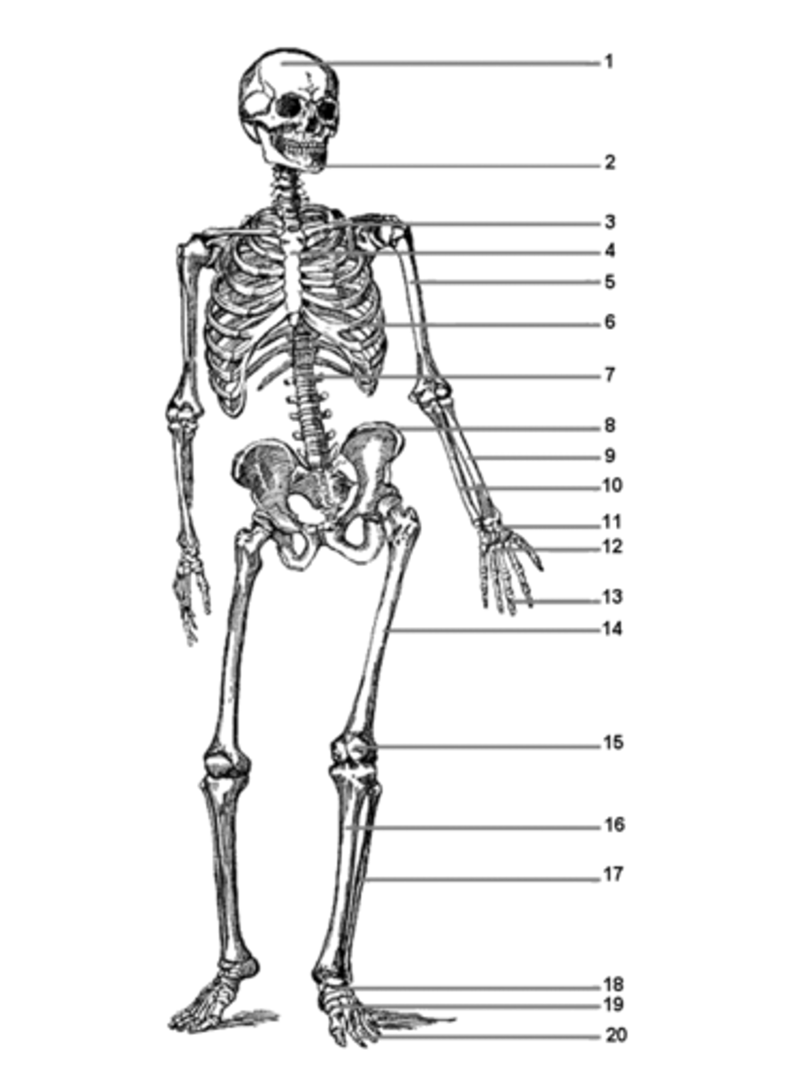 <p>Hvilken knogle er 19?</p>