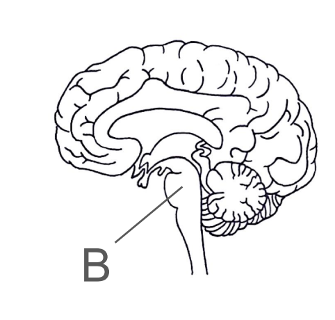 <p>Coordinates many of the autonomic responses- breathing, heart rate </p>