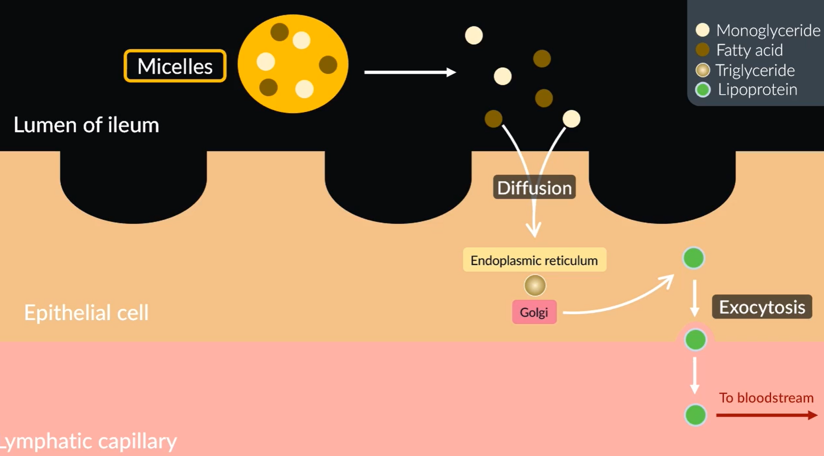 <ul><li><p>Micelles move to the surface of the cell, where they break down to monoglycerides and fatty acids.</p></li><li><p>Since these are non-polar they diffuse into the epithelial cells.</p></li><li><p>Once inside, the endoplasmic reticulum turns them into triglycerides.</p></li><li><p>These then travel to the Golgi which get turned to lipoproteints (Chlyomicrons).</p></li><li><p>The lipoproteins (chylomicrons) move out of the epithelial cells into the lymphatic capillaries via exocytosis.</p></li><li><p>Which then travel into the blood stream. Once in the blood stream they get hydrolysed back into triglycerides.</p></li></ul><p></p>
