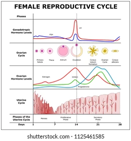 <p>Follicle stage, ovulation, corpus luteum stage and menstruation </p>
