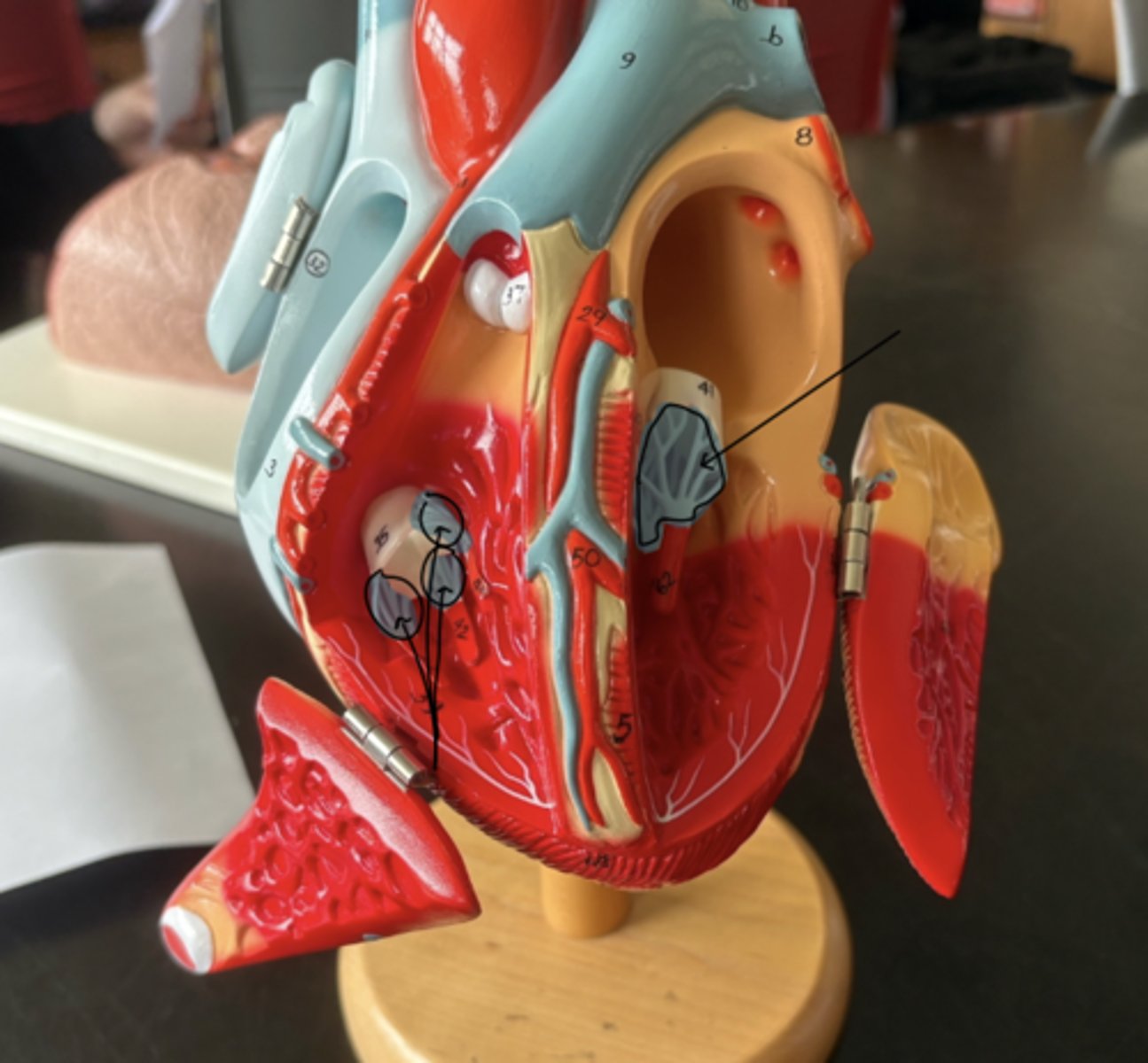 knowt flashcard image