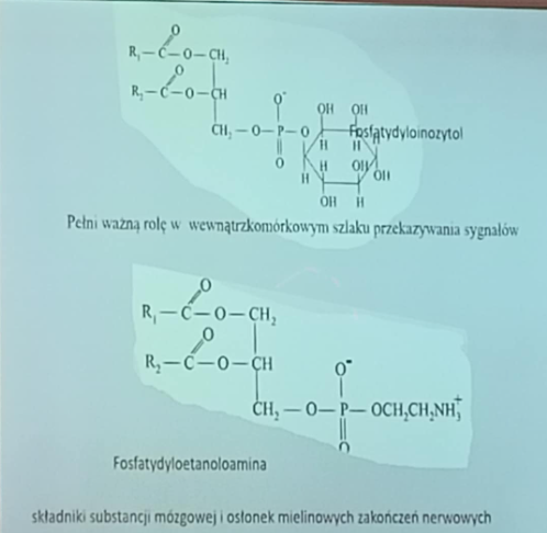 <p>fosfatydyloinozytol pełni ważną rolę w wewnątrzkomórkowym szlaku przekazywania sygnałów, fosfatydyloetanoloamina jest składnikiem substancji mózgowe i osłonek mielinowych </p>