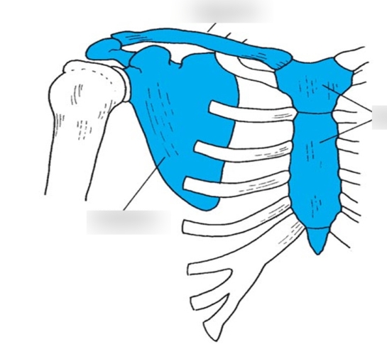 <p>Pectoral Girdle</p>