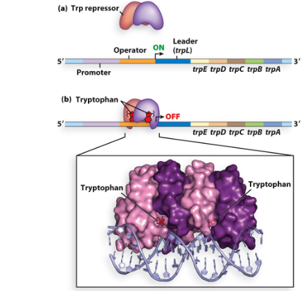 <ul><li><p>has 5 genes (E, D, C, B, and A) encoding enzymes that synthesize tryptophan and an additional leader gene (L)</p></li><li><p>under negative regulation: had a repressor (coded by trpR gene) however the repressor cannot bind/repress the operon unless the tryptophan co-repressor is present (because if the cell has tryptophan there is no need to make it so we can repress)desc</p></li></ul>