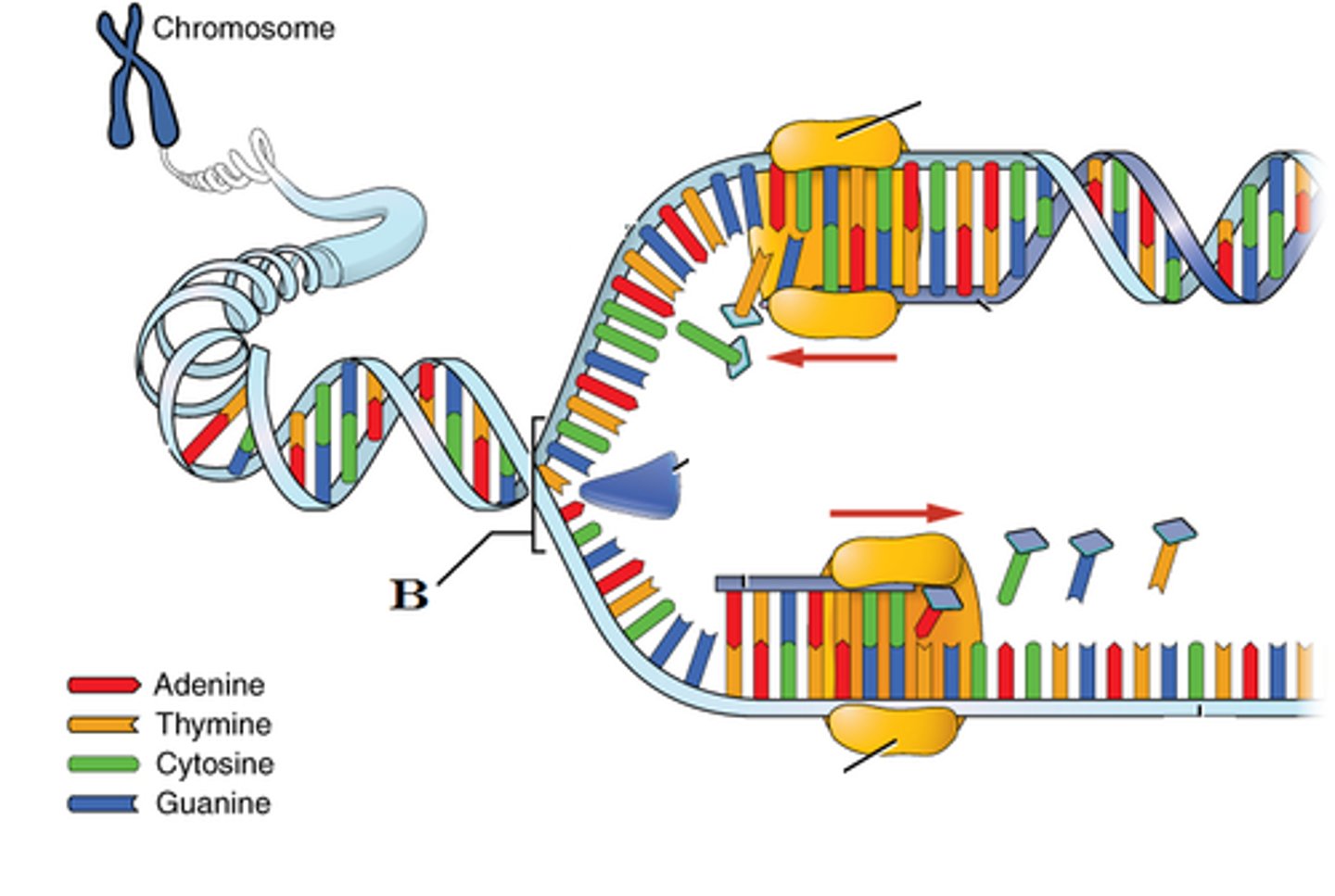 <p>the location of the two strands of a DNA double helix separating by helicase so that the DNA molecule can be replicated</p>