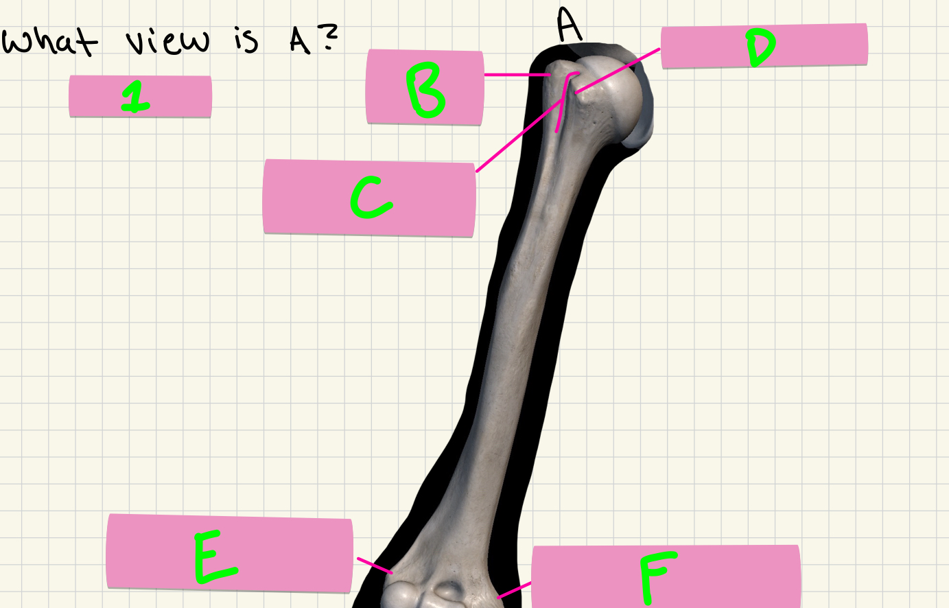 <p>What’s the view of this bone?</p>