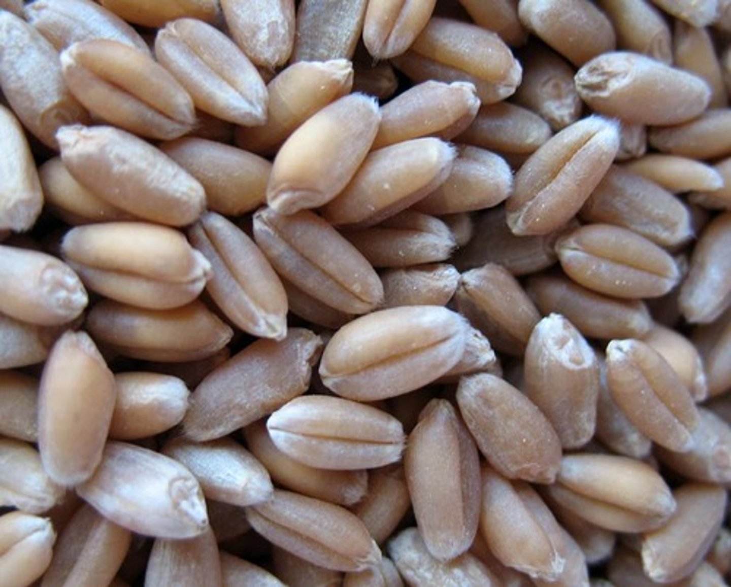 <p>(simple, dry, indehiscent)</p><p>one-seeded, fruit wall and seed coat are fused (e.g., corn, wheat)</p>