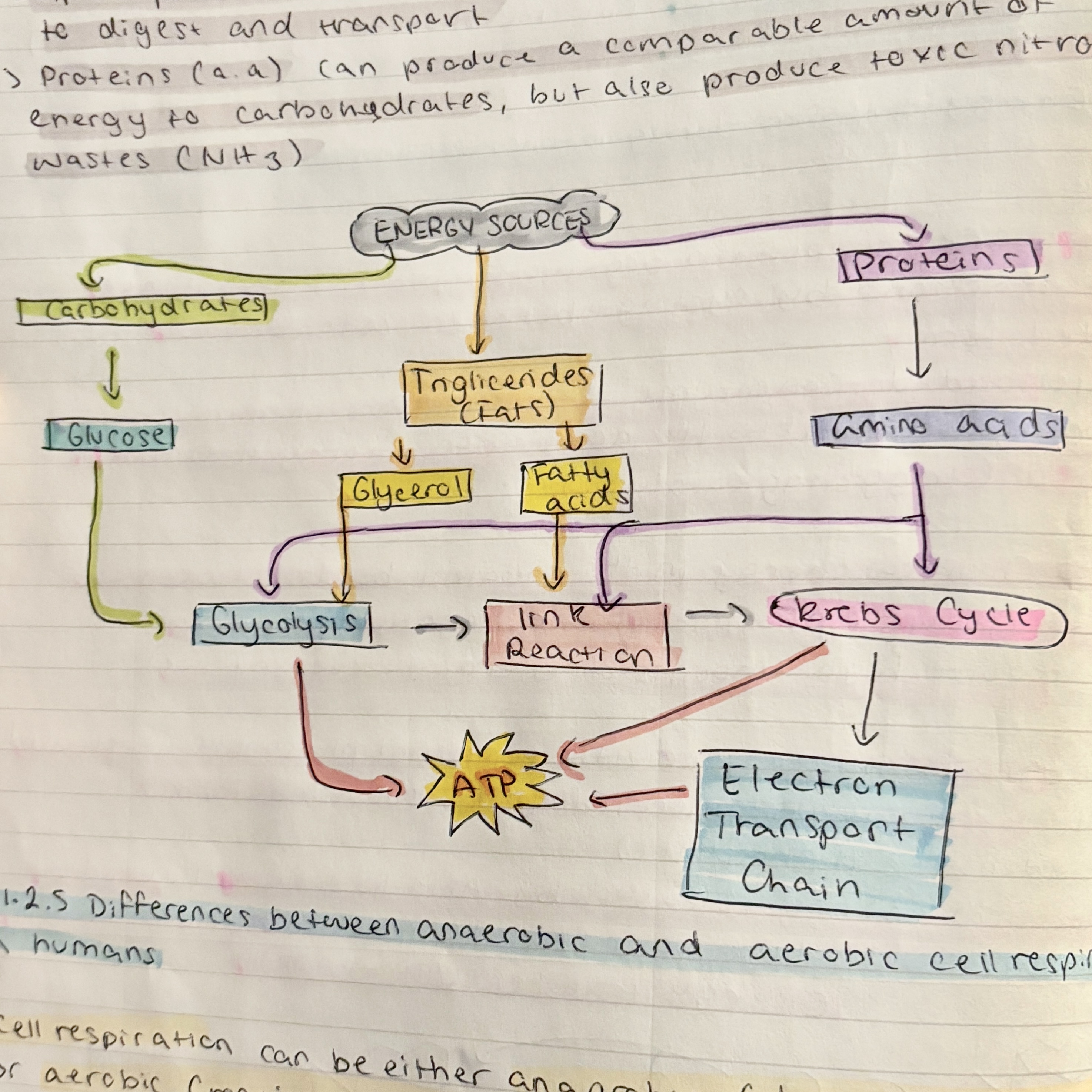 knowt flashcard image