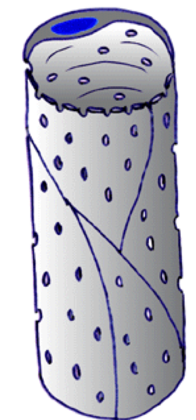 Capillary type and location found 