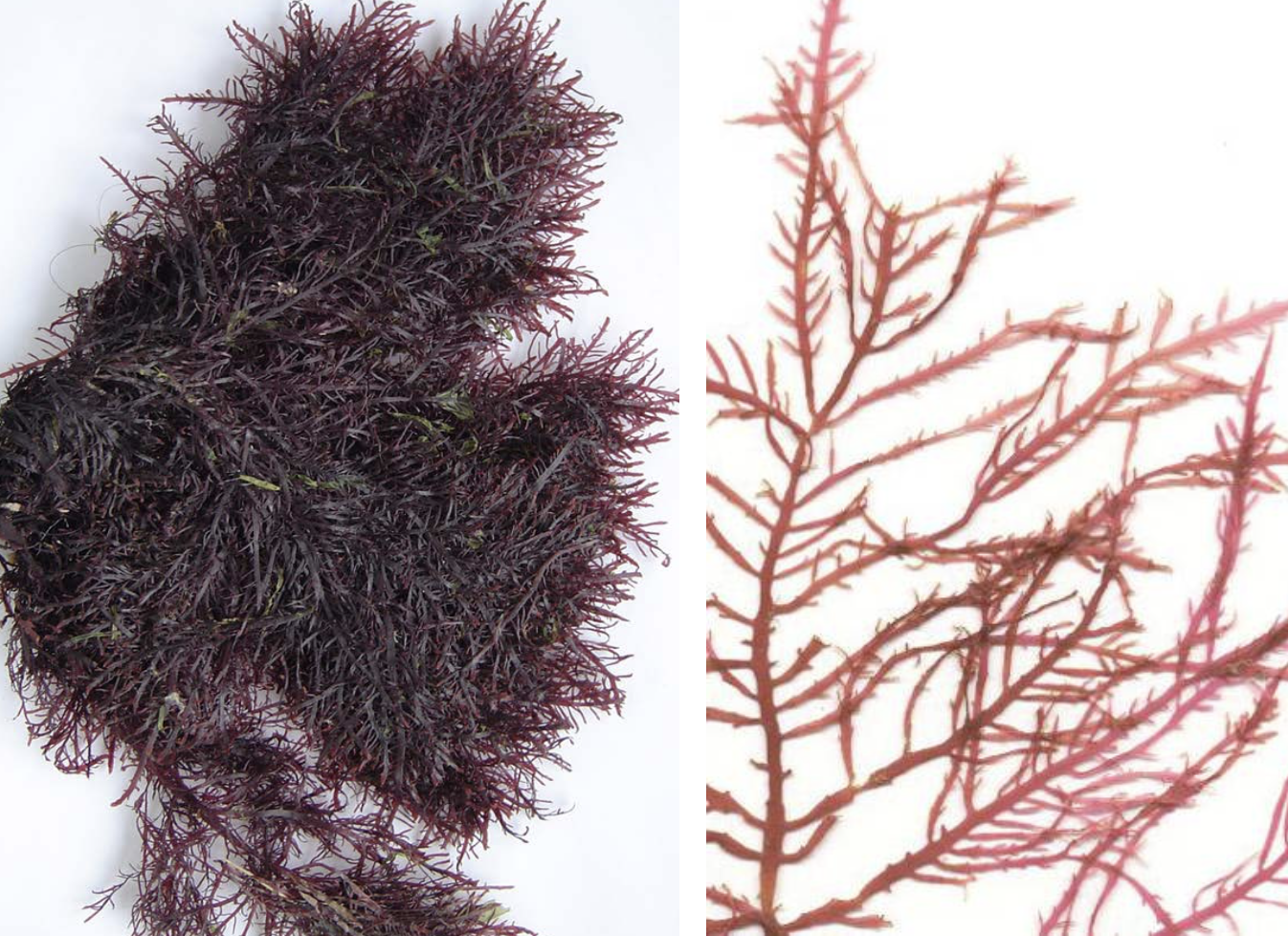 <p>Gelidium corneum</p>