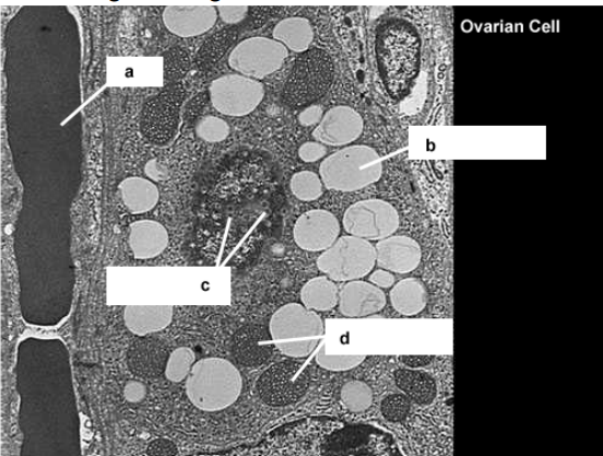 <p>Identify structure a</p><p>Identify structure b.</p><p>Identify small round openings at c</p><p>Identify structure d.</p>