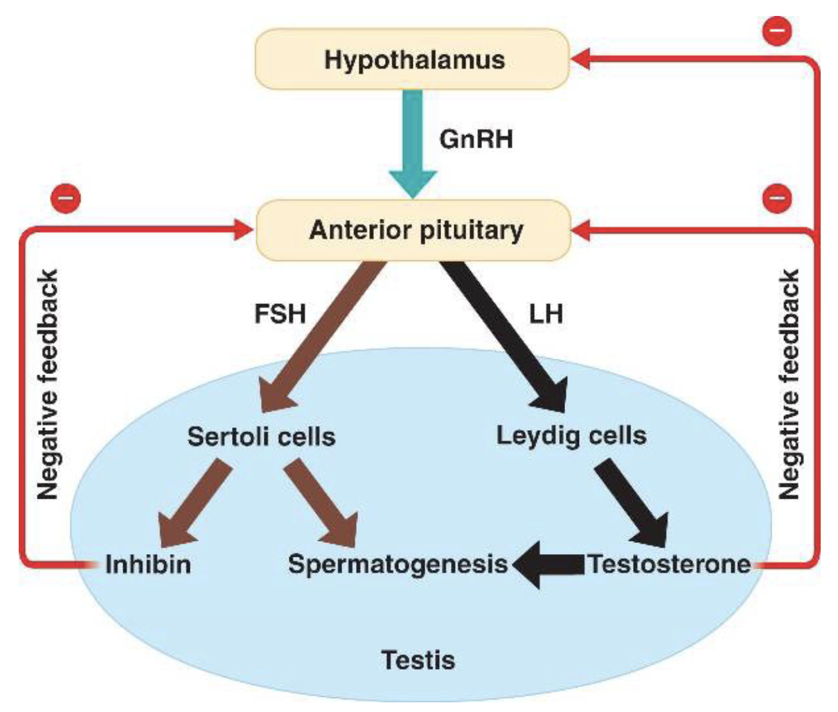 * spermatogenesis occurs at puberty due to the interaction of the hypothalamus, pituitary gland and Leydig cells.
* FSH stimulates both the production of ABP by Sertoli \n cells, and the formation of the blood-testis barrier.
* inhibin acts to decrease the levels of FSH.
* The Sertoli cells themselves mediate parts of spermatogenesis producing the hormones estradiol and \n inhibin.
