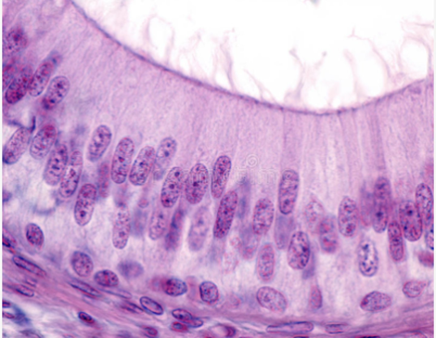 <p>Identify the specific structure</p>