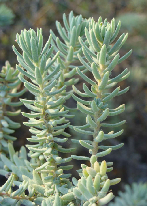 <p>Wooly sea-blite</p>